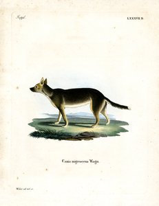 藏犬（彩刻） 作者 德国学校
