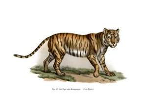 老虎，1860年 作者 德国学校