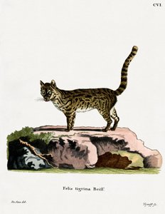 虎猫（彩刻） 作者 德国学校