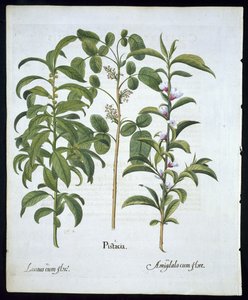 标题：开心果，海湾树（Laurus Nobilis）和杏仁，6号来自Hortus Eystettensis by Basil Besler（1561  -  1629）pub 1613（手工彩色雕刻） 作者 德国学校