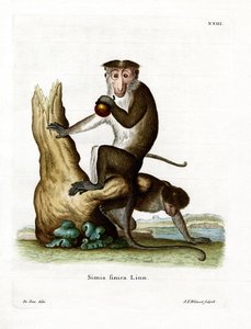 Toque Macaque (彩色雕刻) 作者 德国学校