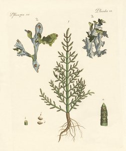 贸易和药用植物 作者 德国学校