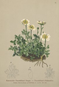 Traunfellners Crowfoot（Ranunculus Traunfellneri） 作者 德国学校