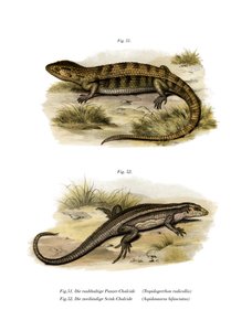 Tropidogerrhon rudicollis（彩色石版画） 作者 德国学校