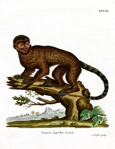 簇绒卷尾猴（彩色雕刻） 作者 德国学校