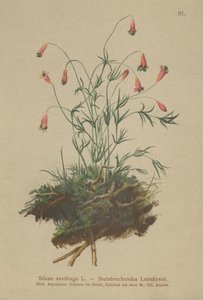 簇绒C（（Silene saxifraga） 作者 德国学校