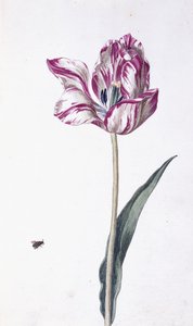 郁金香和蜜蜂，十八世纪 作者 德国学校