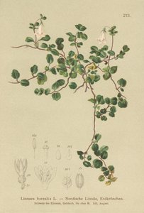 Twinflower（Linnaea borealis） 作者 德国学校
