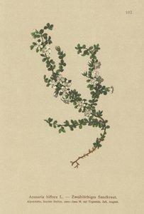 双花Sand（Arenaria biflora） 作者 德国学校