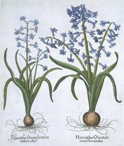 两个蓝色的风信子，来自Hortus Eystettensis，由Basil Besler（1561-1629）酒吧。 1613（手工彩色雕刻） 作者 德国学校