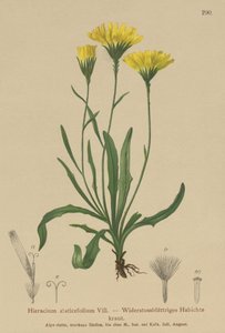 伞形益母草（Hieracium staticefolium，Hieracium staticifolium，Tolpis staticifolia，Chlorocrepis staticifolium，Chlorocrepis staticifolia） 作者 德国学校