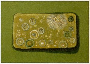 饮用水中不健康的细菌水平，c.1890（彩色石版画） 作者 德国学校