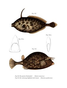 独角兽皮夹克（彩色石版画） 作者 德国学校