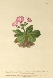 Val-Daone报春花（Primula Oenensis，Primula Daonensis） 作者 德国学校