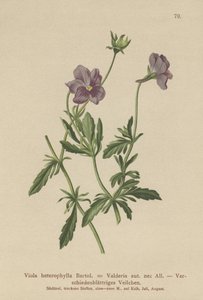 Valderia Violet（Viola heterophylla，Viola Valderia） 作者 德国学校