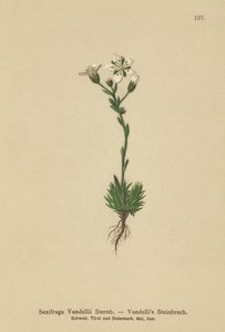 Vandellis Saxifrage（Saxifraga Vandellii） 作者 德国学校