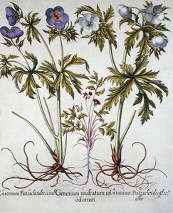 天竺葵的品种，摘自巴西尔-贝斯勒（1561-1629）的《Eystettensis园艺》，出版。1613年（手绘版画） 作者 德国学校