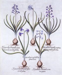 各种风信子与灯泡，来自Hortus Eystettensis，由Basil Besler（1561-1629），酒吧。 1613（手工雕刻） 作者 德国学校