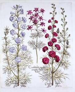 各种Larkspur，来自Hortus Eystettensis，由Basil Besler（1561-1629），酒吧。 1613（手工彩色雕刻） 作者 德国学校