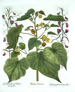 Velvetleaf和Sweet Peas，来自Hortus Eystettensis，由Basil Besler（1561-1629），酒吧。 1613（手工雕刻） 作者 德国学校