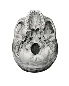 Ventral View of Human Skull 作者 德国学校