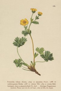 Villous Cinquefoil（Potentilla villosa，Potentilla maculata，Potentilla rubens，Potentilla crocea，Potentilla alpestris，Potentilla salisburgensis） 作者 德国学校