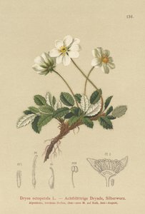 白色Dryas 作者 德国学校