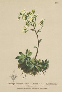White Mountain Saxifrage（Saxifraga brevifolia，Saxifraga Aizoon） 作者 德国学校