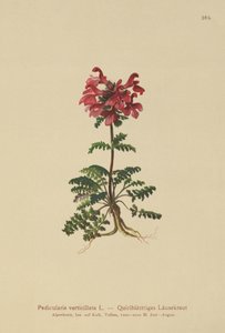 轮生的Lousewort（Pedicularis verticillata） 作者 德国学校