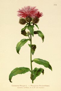 假发Knapweed（Centaurea Phrygia） 作者 德国学校