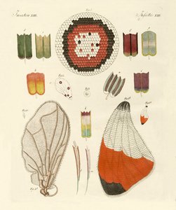 一只蝴蝶的翅膀 作者 German School