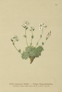 Wolley Whitlow草（Draba tomentosa） 作者 德国学校