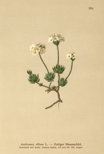 Wolly Rock Jasmine（Androsace villosa） 作者 德国学校