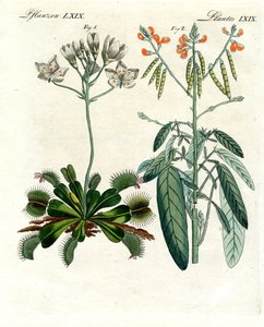 奇妙的植物（彩色雕刻） 作者 德国学校