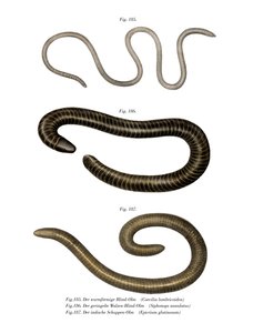 虫状的Caecilia(彩色平版) 作者 德国学校