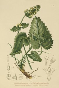 黄色Betony（Betonica Alopecurus，Stachys alopecuros） 作者 德国学校