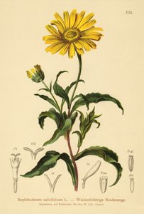 黄牛眼（Buphthalmum salicifolium） 作者 德国学校
