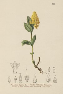 黄色Paederota（Paederota Ageria，Paederota lutea） 作者 德国学校