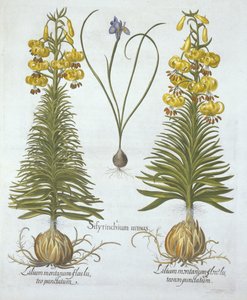 黄色土耳其百合与灯泡和矮蓝眼草，来自Hortus Eystettensis，由Basil Besler（1561-1629），酒吧。 1613（手工雕刻） 作者 德国学校