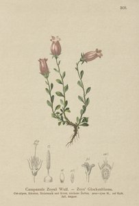 Zois Bellflower（Campanula Zoysii） 作者 德国学校
