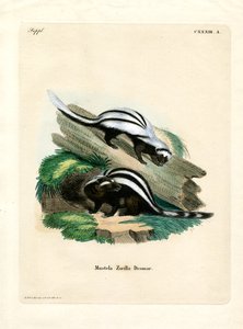 Zorilla (彩色雕刻) 作者 德国学校