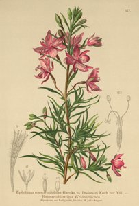 迷迭香叶柳草（柳叶菜，柳叶蔷薇） 作者 German School