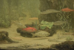 水族箱中的金鱼和银鱼