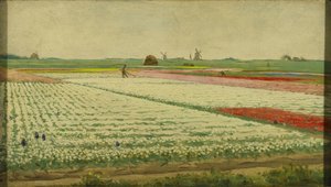 郁金香花田