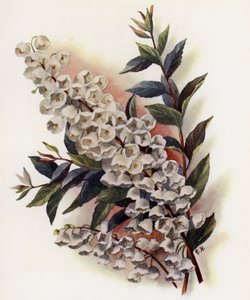 美丽的生肖V Cassinefolia