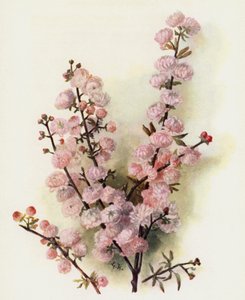 中国的梅花玫瑰全