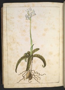 一株白色花瓣的植物，选自 Gherardo Cibo 的 "罗马国家植物画"，Add MS 22333，f173v，约 1564-84 年（纸面水彩和水粉画）。 作者 赫拉尔多·西博