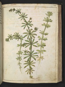 一种长着绿叶的植物，选自杰拉尔多-西博的 "罗马国家植物画"，Add MS 22333，f125r，约 1564-84 年（纸面水彩和水粉画）。 作者 赫拉尔多·西博