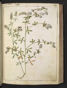 开白花的植物。选自 Gherardo Cibo 的 "罗马国家的植物画"，Add MS 22333，f117r，约 1564-84 年（纸面水彩和水粉画）。 作者 赫拉尔多·西博