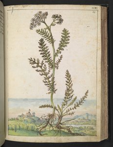 蓍草一种开白花的高大蕨类植物，选自 Gherardo Cibo 的 "罗马国家植物画"，Add MS 22333，f114r，约 1564-84 年（纸面水彩和水粉画）